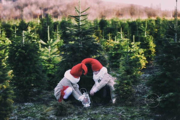 sesja swiąteczna plenerowa