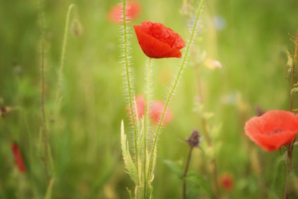 Ginące polskie łąki